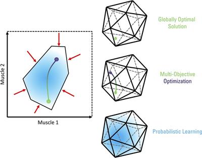 Neuromuscular control: from a biomechanist's perspective
